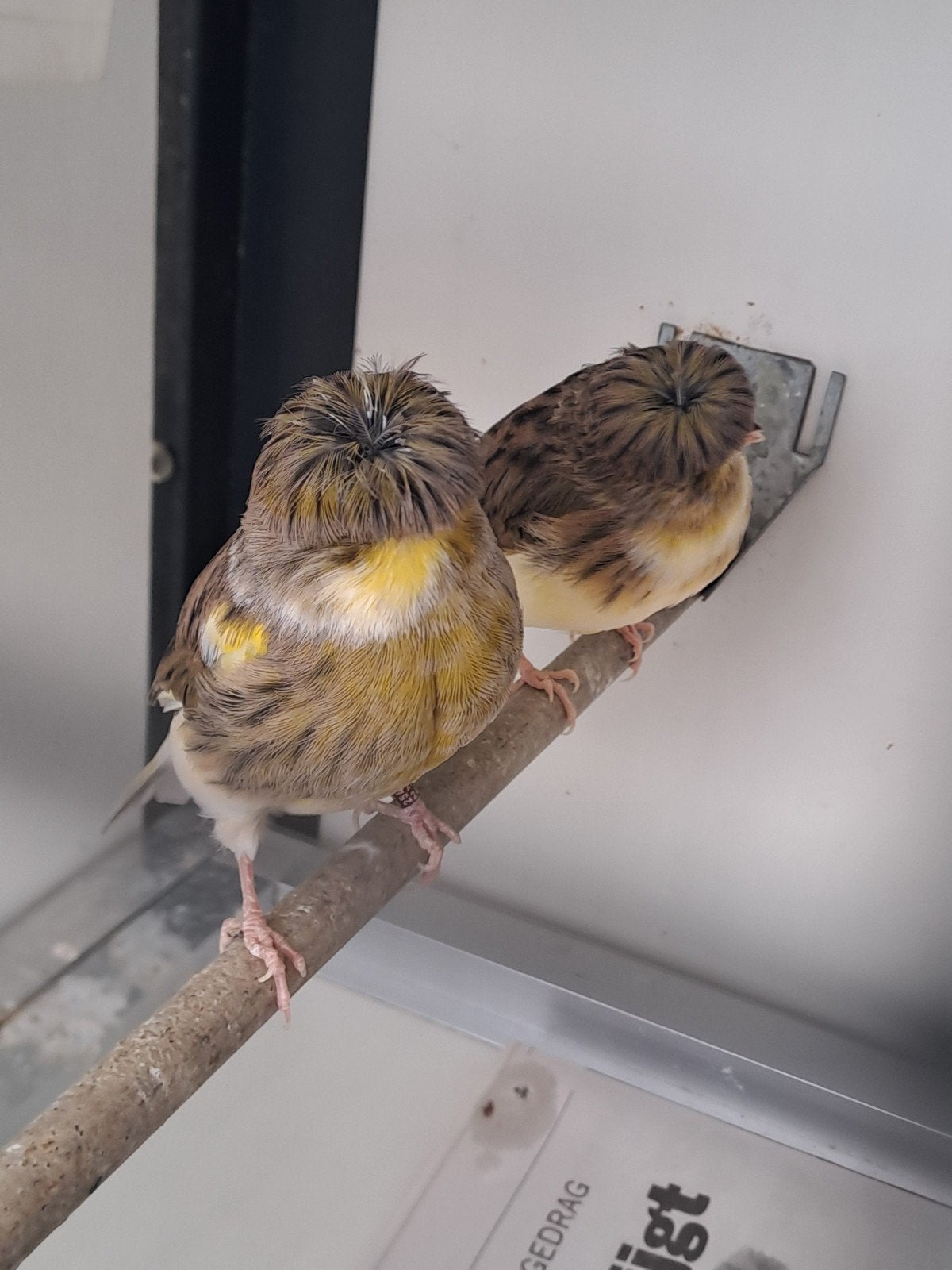 Gloster kanaries., Dieren en Toebehoren, Vogels | Overige Vogels