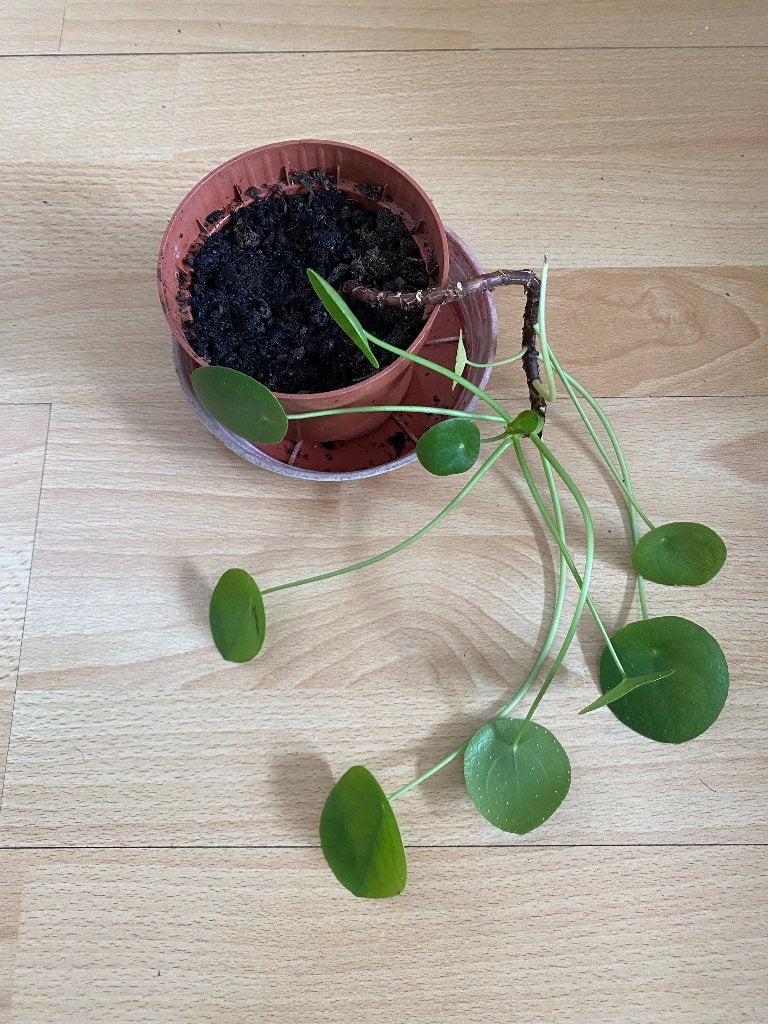 Plante pilea, Maison & Meubles, Plante verte, Enlèvement, En pot, Moins de 100 cm