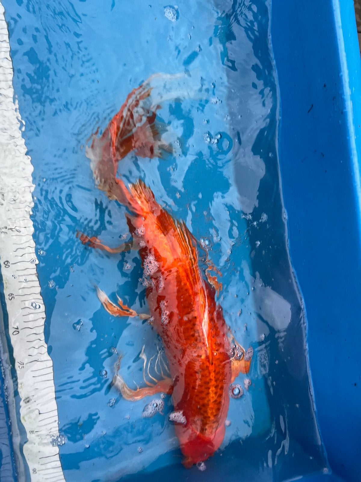 2 volwassen butterfly koi’s, Animaux & Accessoires