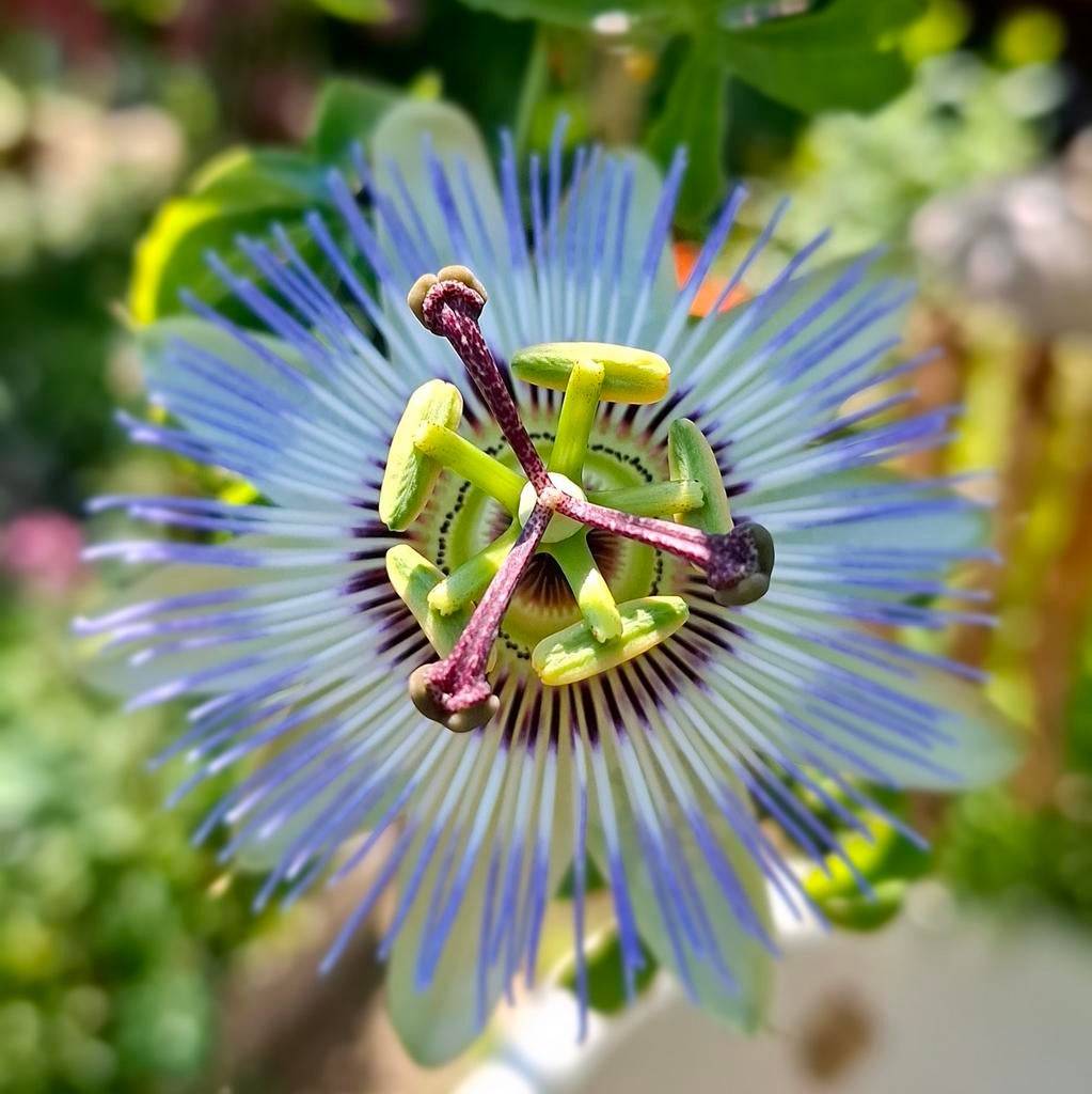 Passiebloem zaden, Passiflora caerulea, Tuin en Terras, Verzenden