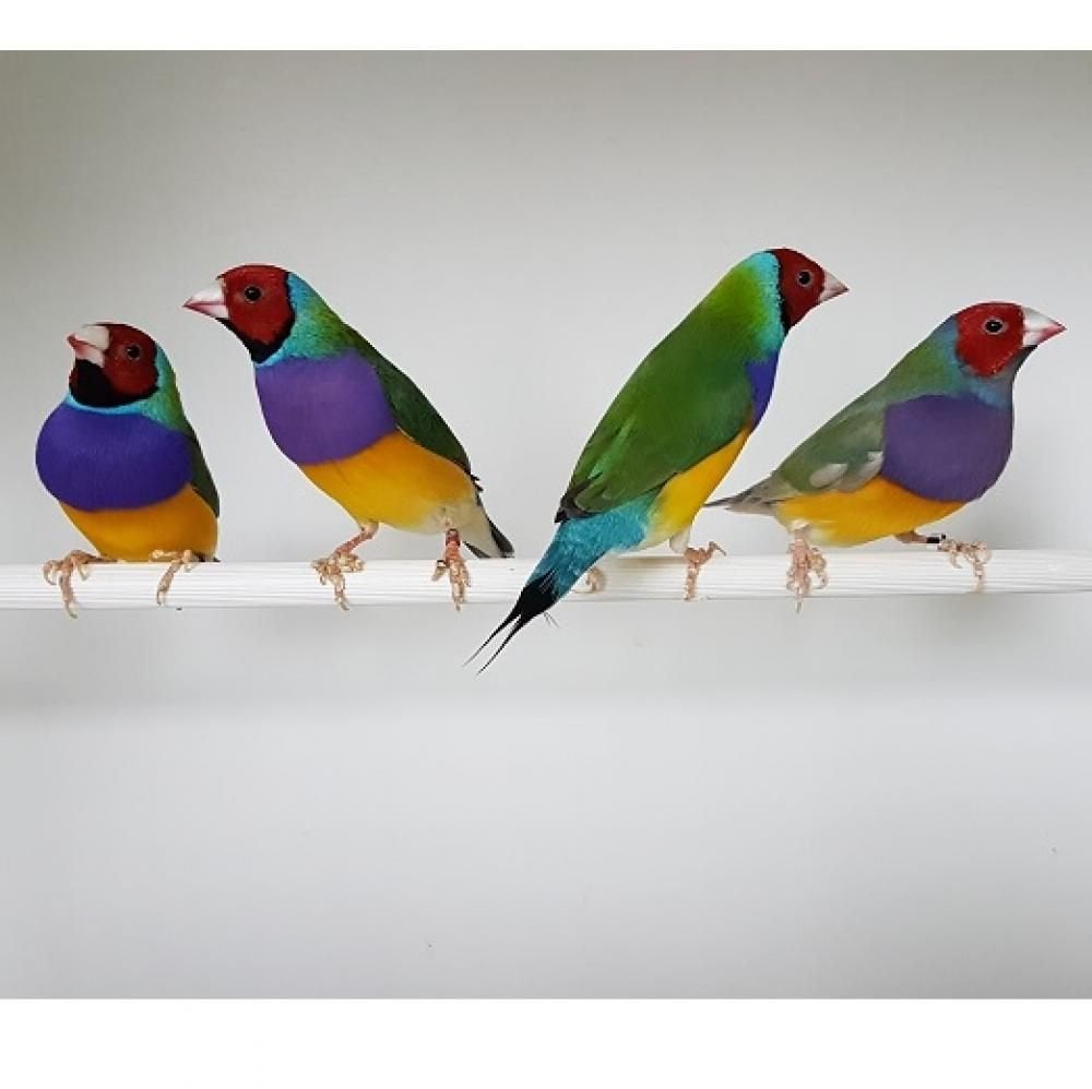 Gould Amandine, Dieren en Toebehoren, Meerdere dieren, Tropenvogel, Geringd