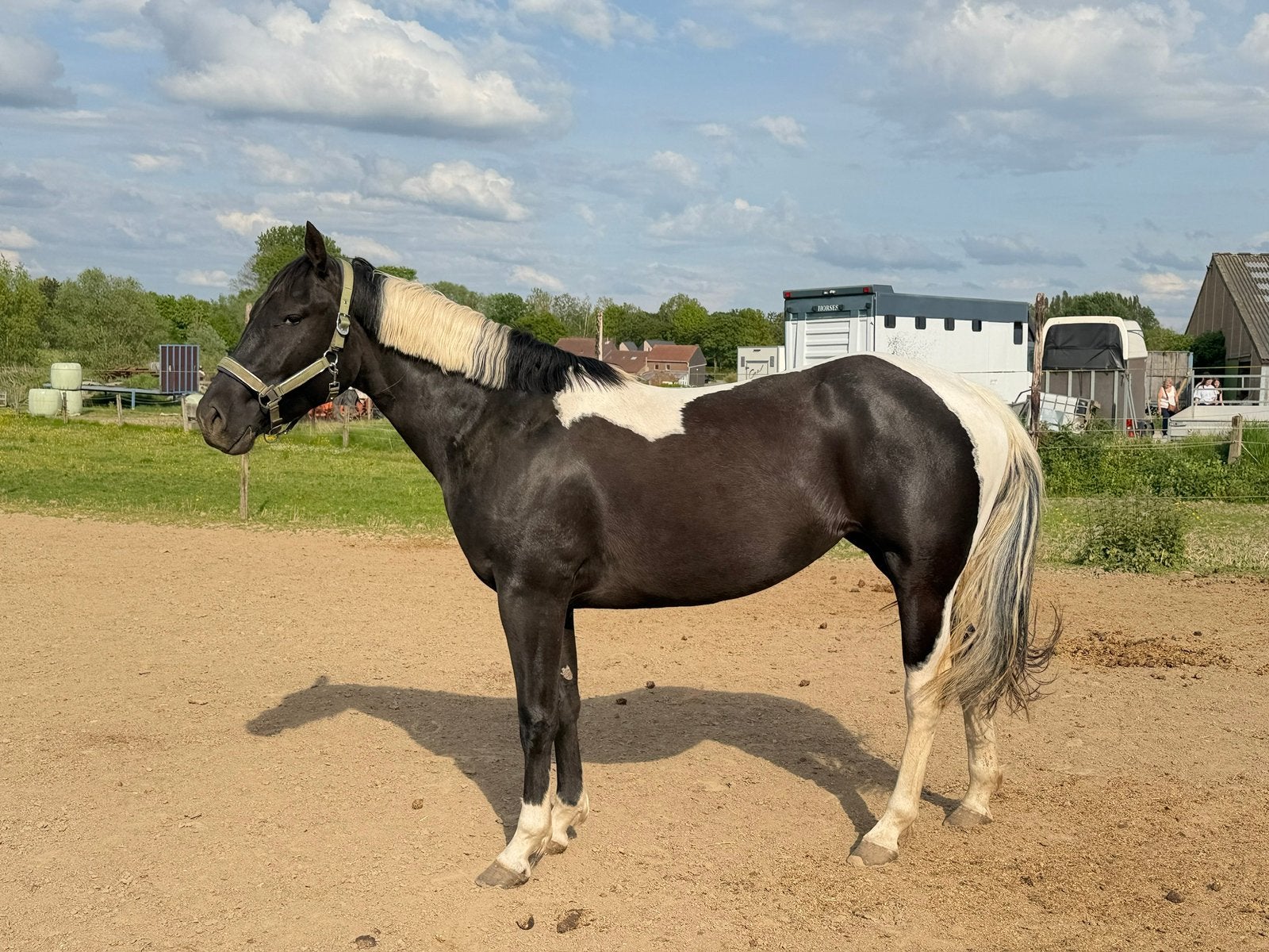 3-jarige bonte merrie — op zoek naar een eeuwig thuis, Minder dan 160 cm, Zadelmak, 3 tot 6 jaar, Recreatiepaard