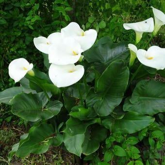Witte aronskelk - Zantedeschia, Ophalen, Lente, Vaste plant