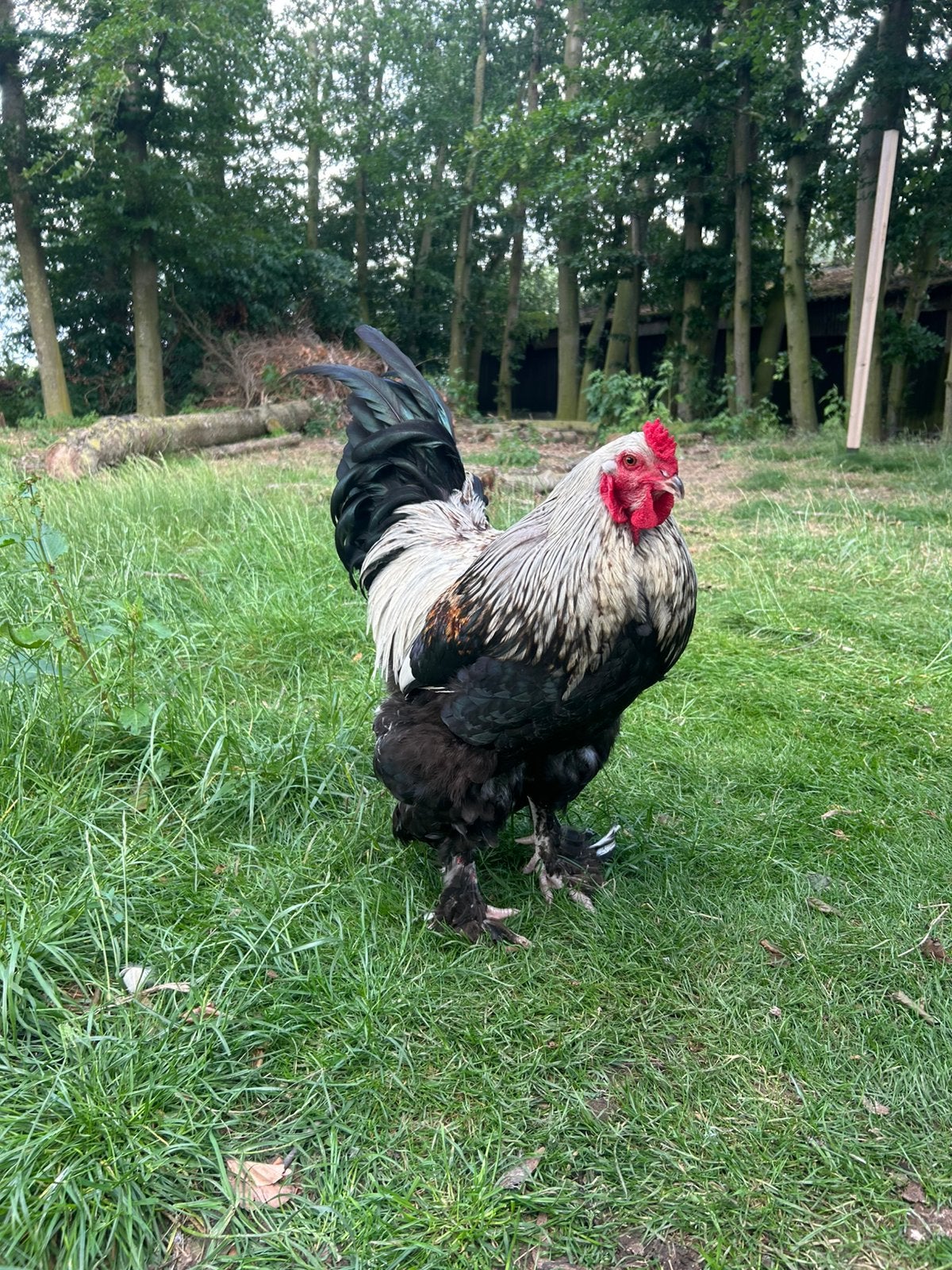 Brahma haan 2025, Mâle, Poule ou poulet