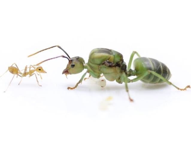 Oecophylla smaragdina 1 reine + 4 ouvrières, Animaux & Accessoires, Insectes & Araignées, Fourmis