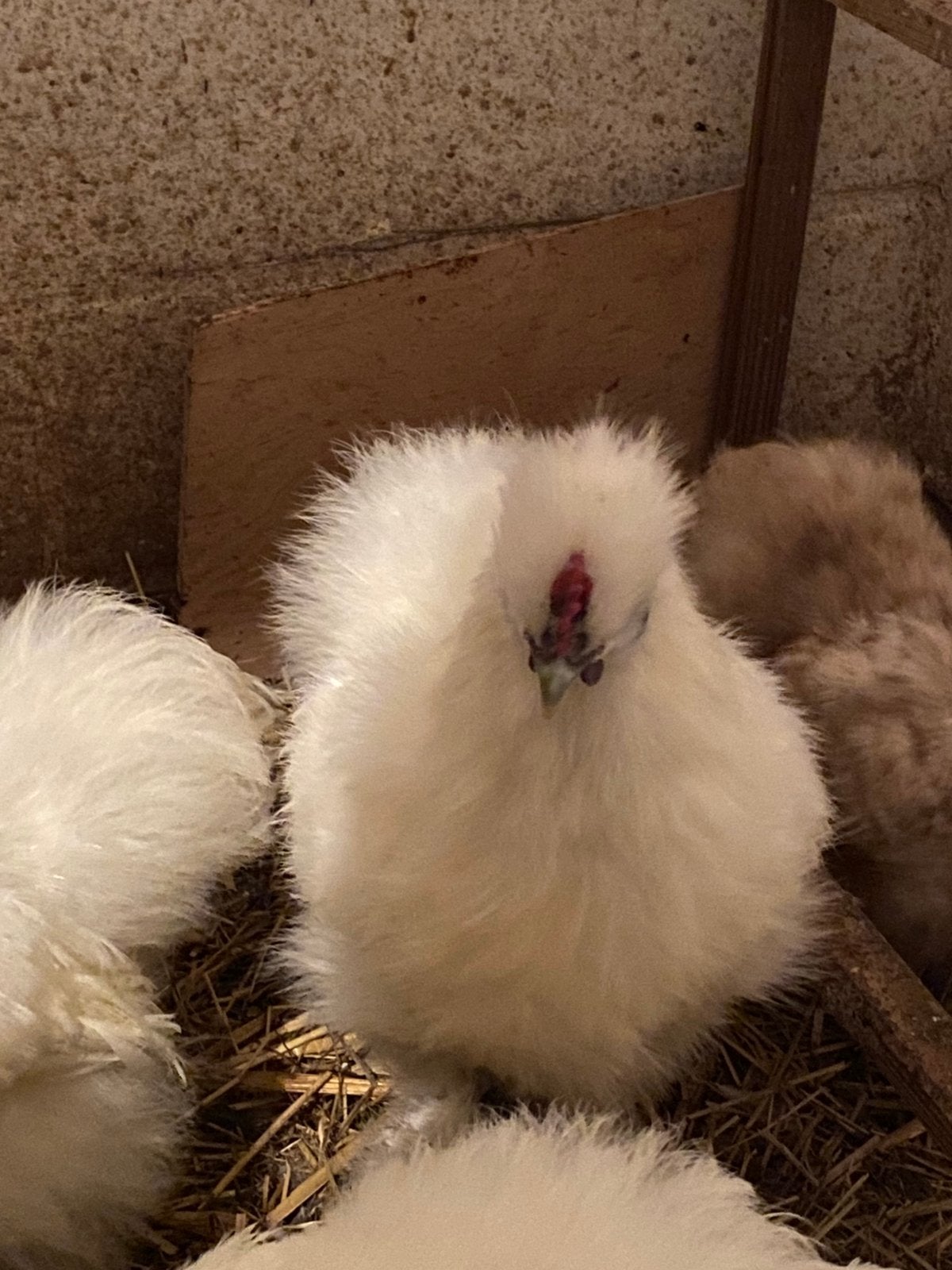 Witte zijdehoen hanen, Animaux & Accessoires, Mâle, Poule ou poulet