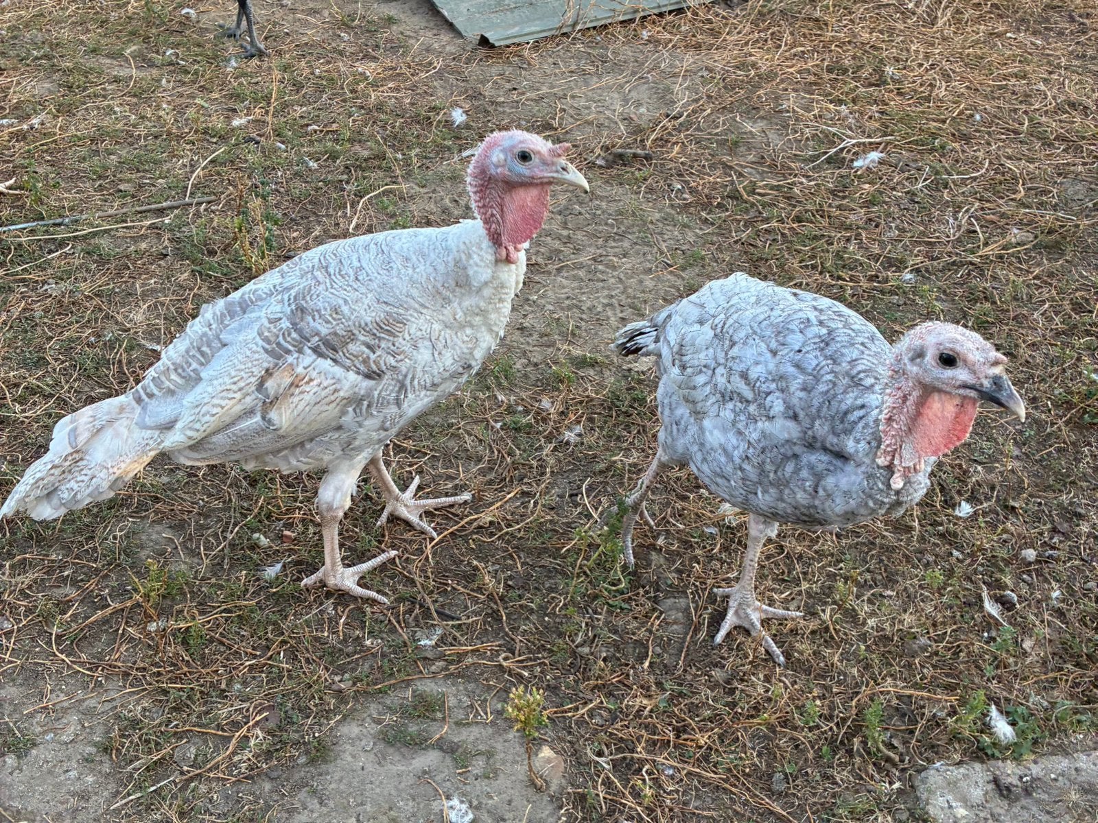 Kalkoen hanen, Dieren en Toebehoren, Pluimvee, Mannelijk, Kalkoen
