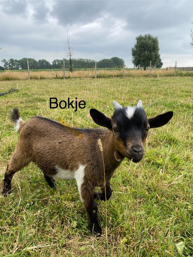 Dwergeitbokjes te koop, Dieren en Toebehoren, Mannelijk, Geit, 0 tot 2 jaar