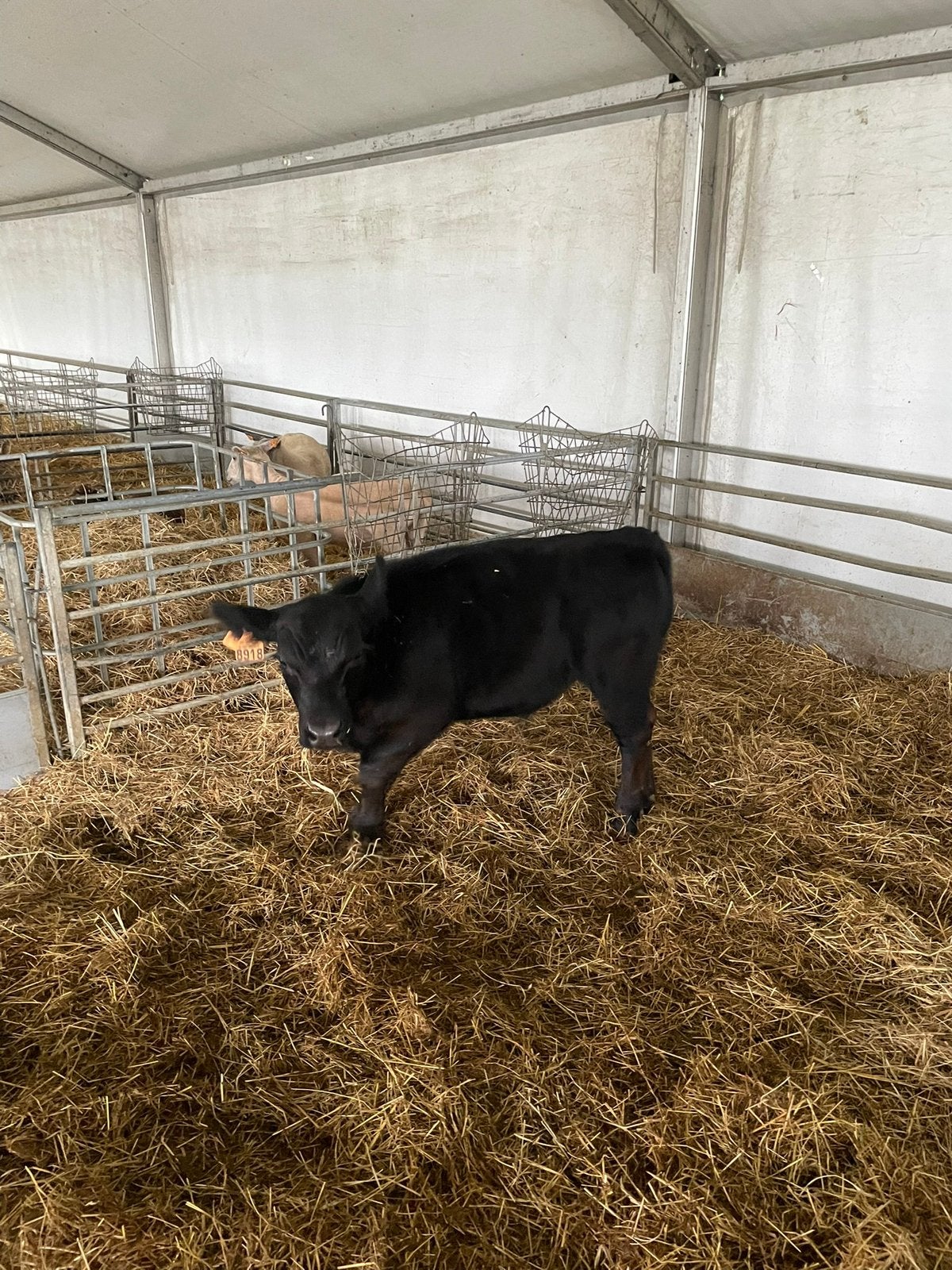Lowline Angus stiertje, Dieren en Toebehoren, Mannelijk, 0 tot 2 jaar