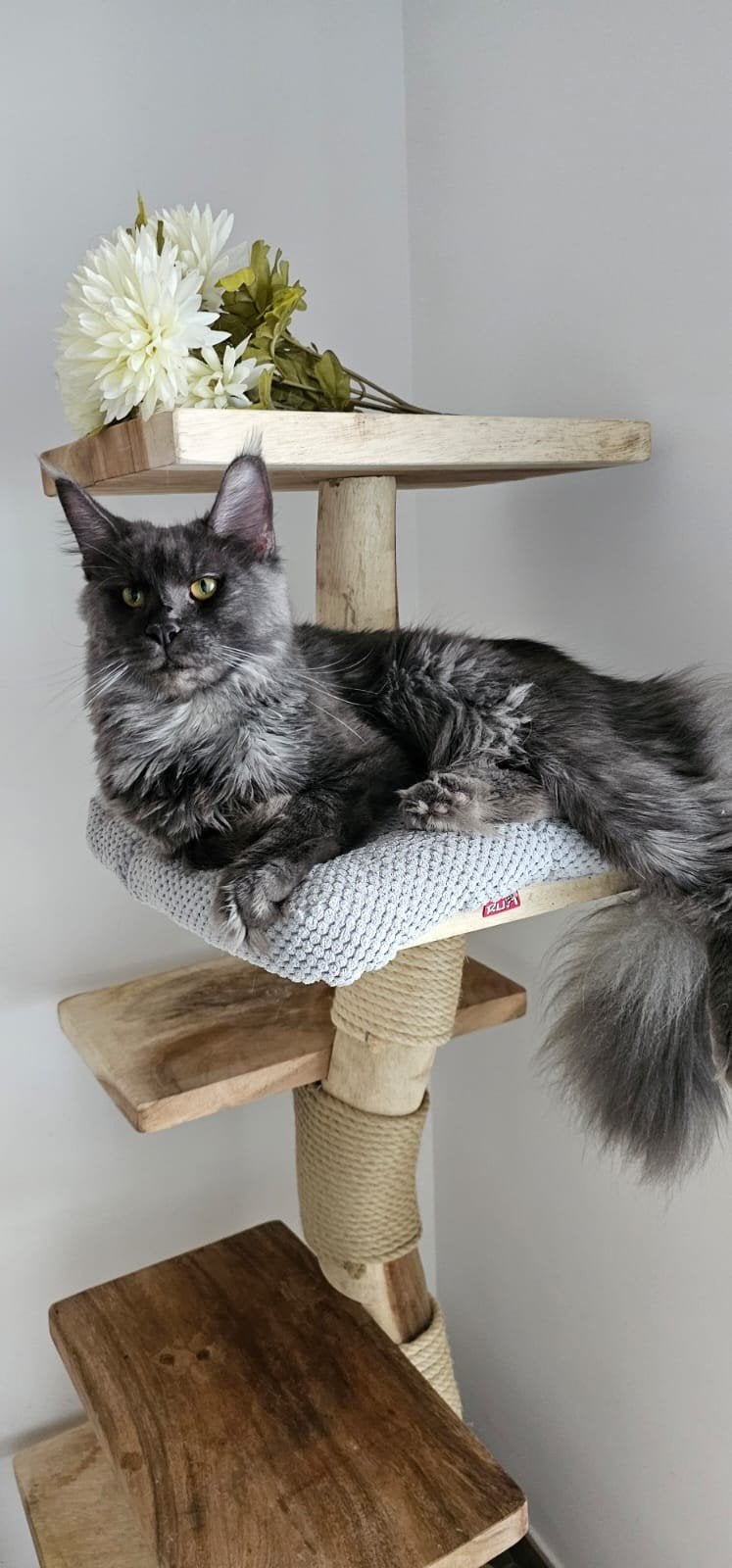 Prachtige Maine coon poes met stamboom Russisch lijn, Poes, Met stamboom, 3 tot 5 jaar