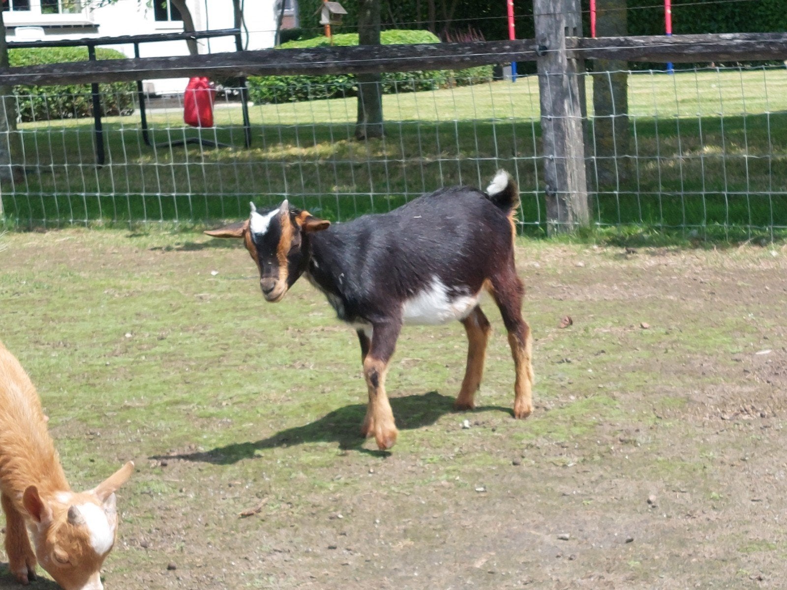 Black and tan ooitje., Dieren en Toebehoren