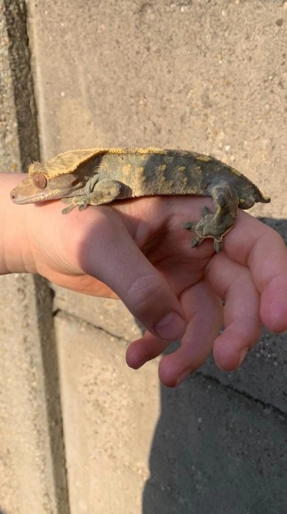 Wimpergekko + terrarium, Lézard, Avec terrarium, 3 à 6 ans