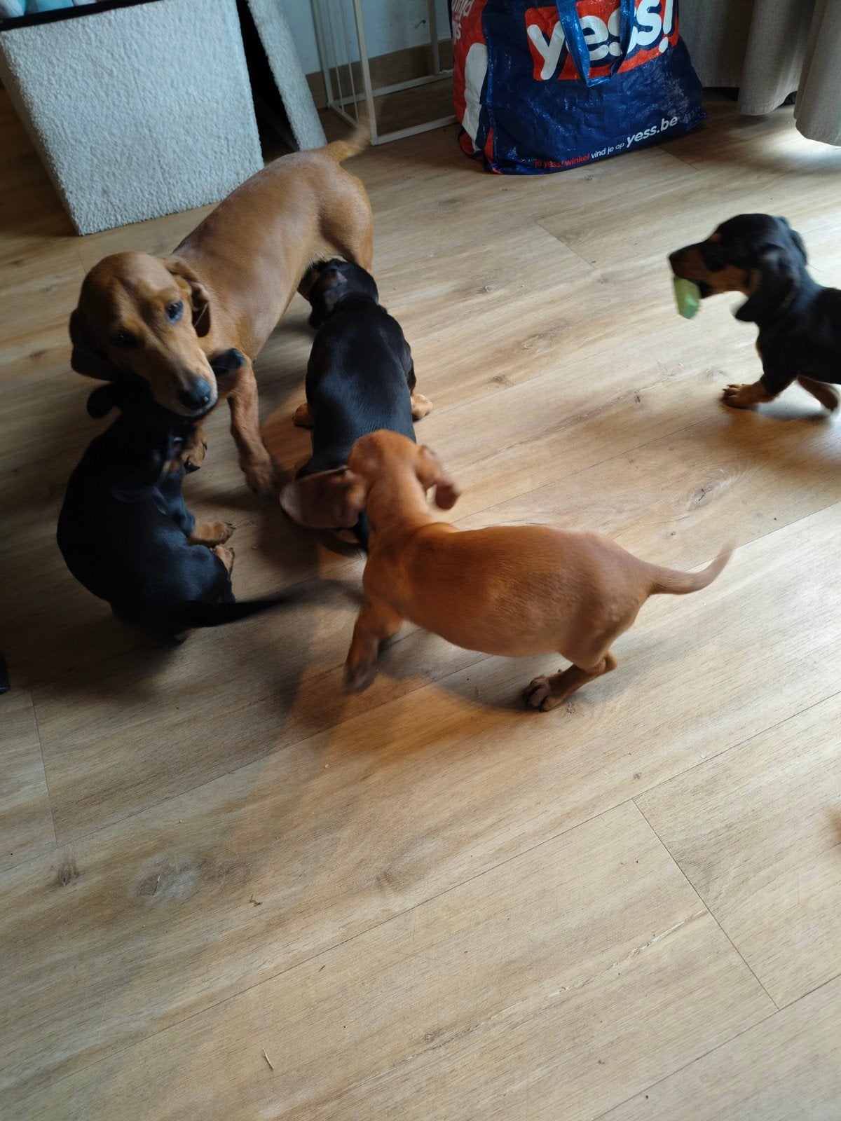 beaux chiots teckel, Poils courts, Parvovirose, Plusieurs, Nain