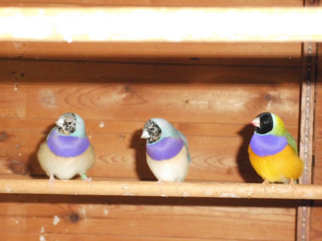 vogel, Dieren en Toebehoren