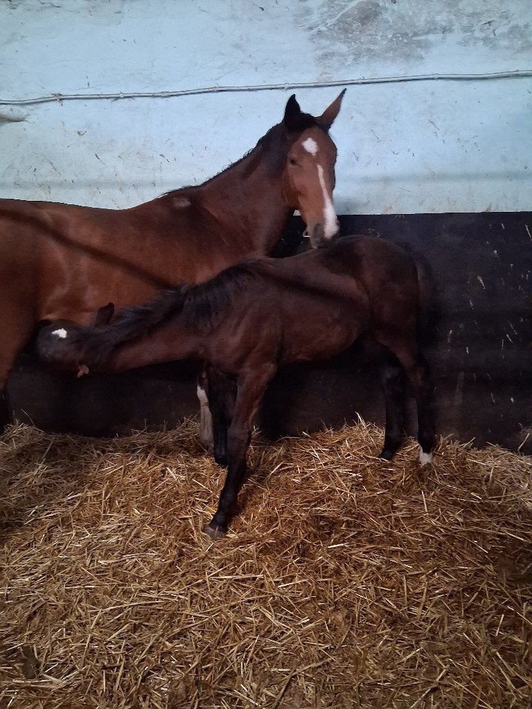 Django Z hengstenveulen., Dieren en Toebehoren, Springpaard, Minder dan 160 cm, Met stamboom, 0 tot 2 jaar
