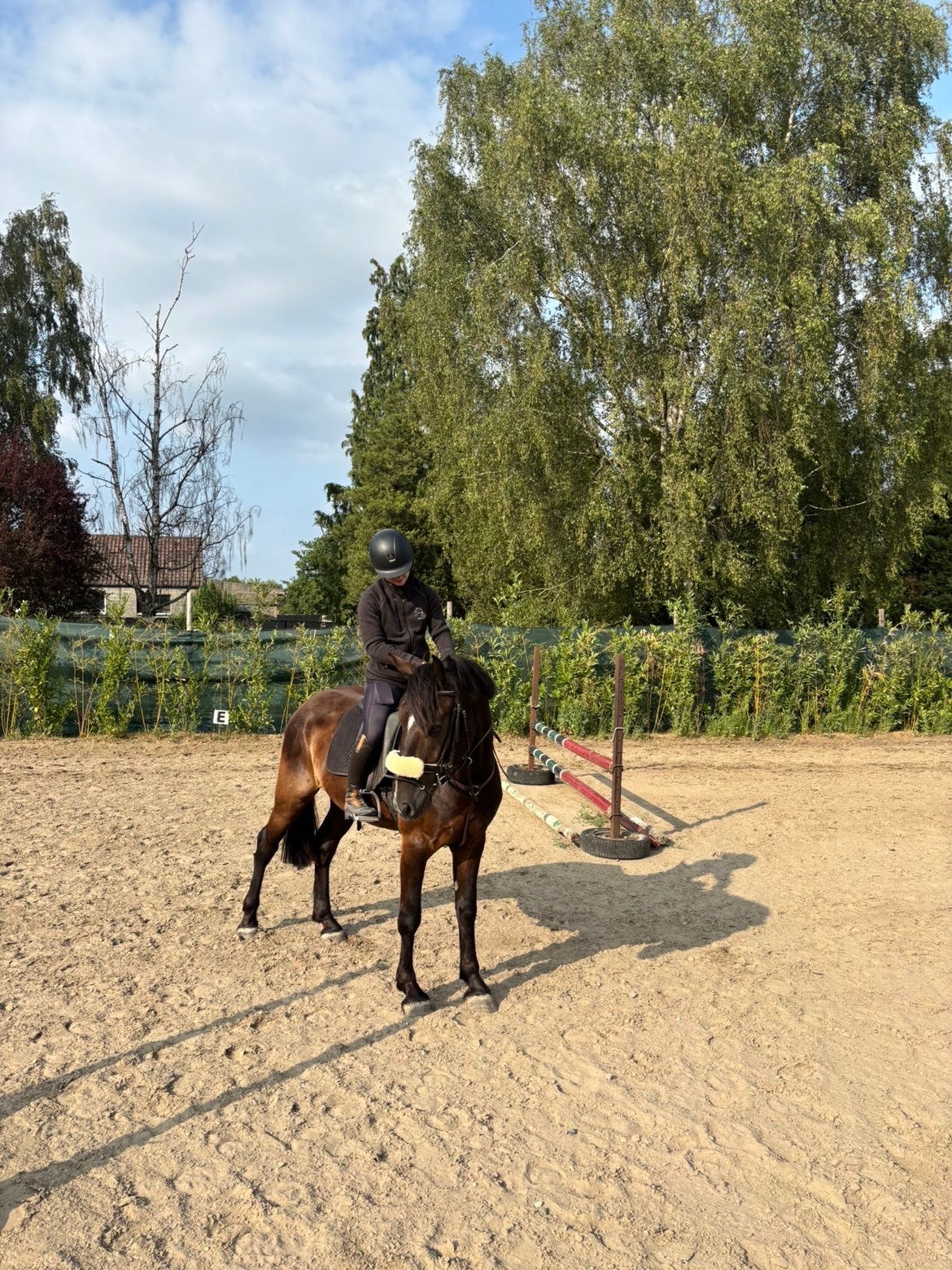 Ruiter gezocht voor ruin, Animaux & Accessoires, Chevaux, Hongre, M