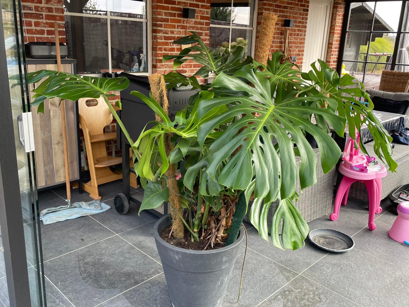 Grote monstera te koop, Ophalen, 100 tot 150 cm, Overige soorten, Halfschaduw