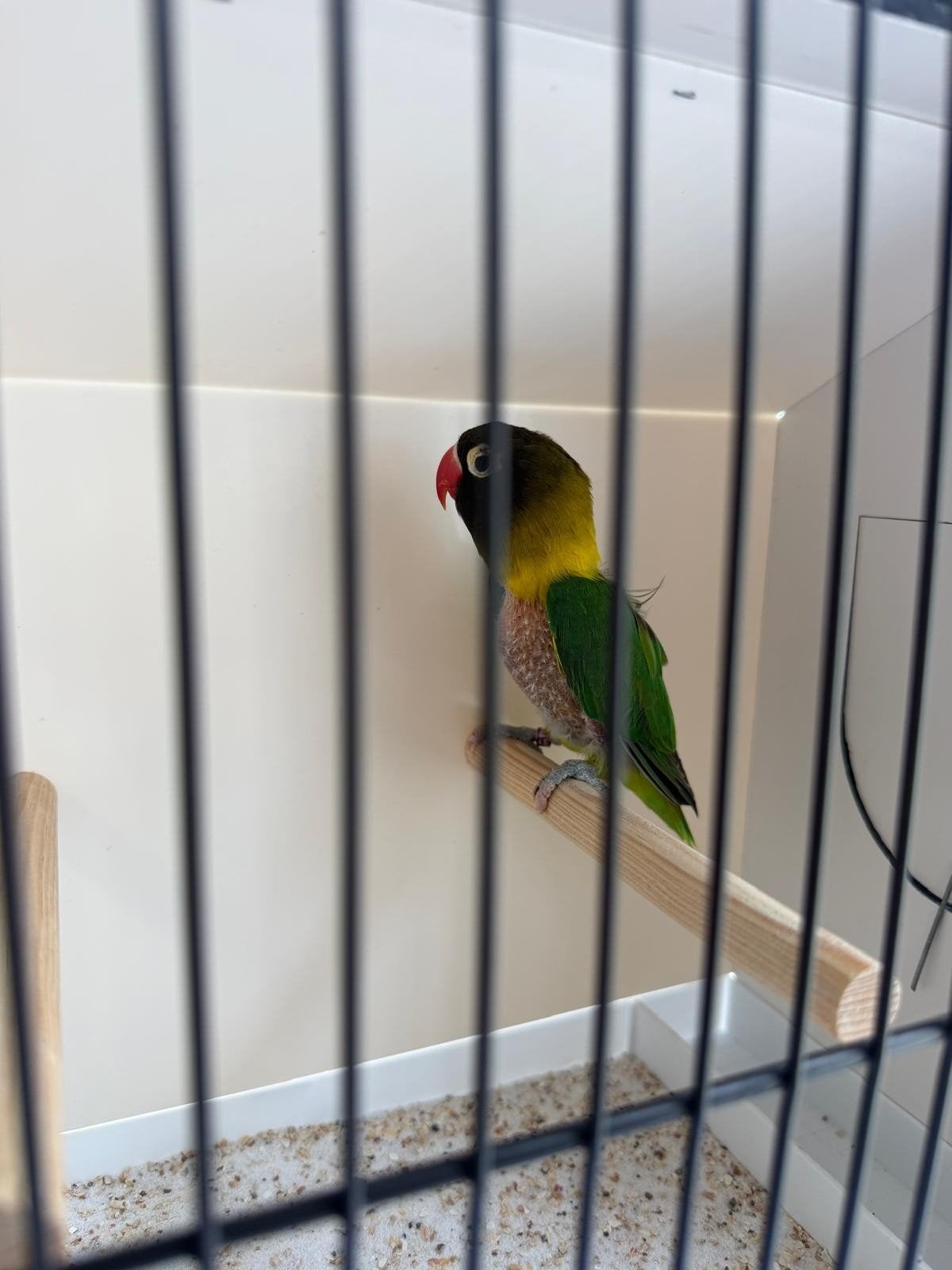 Gratis: A. personatus, Animaux & Accessoires