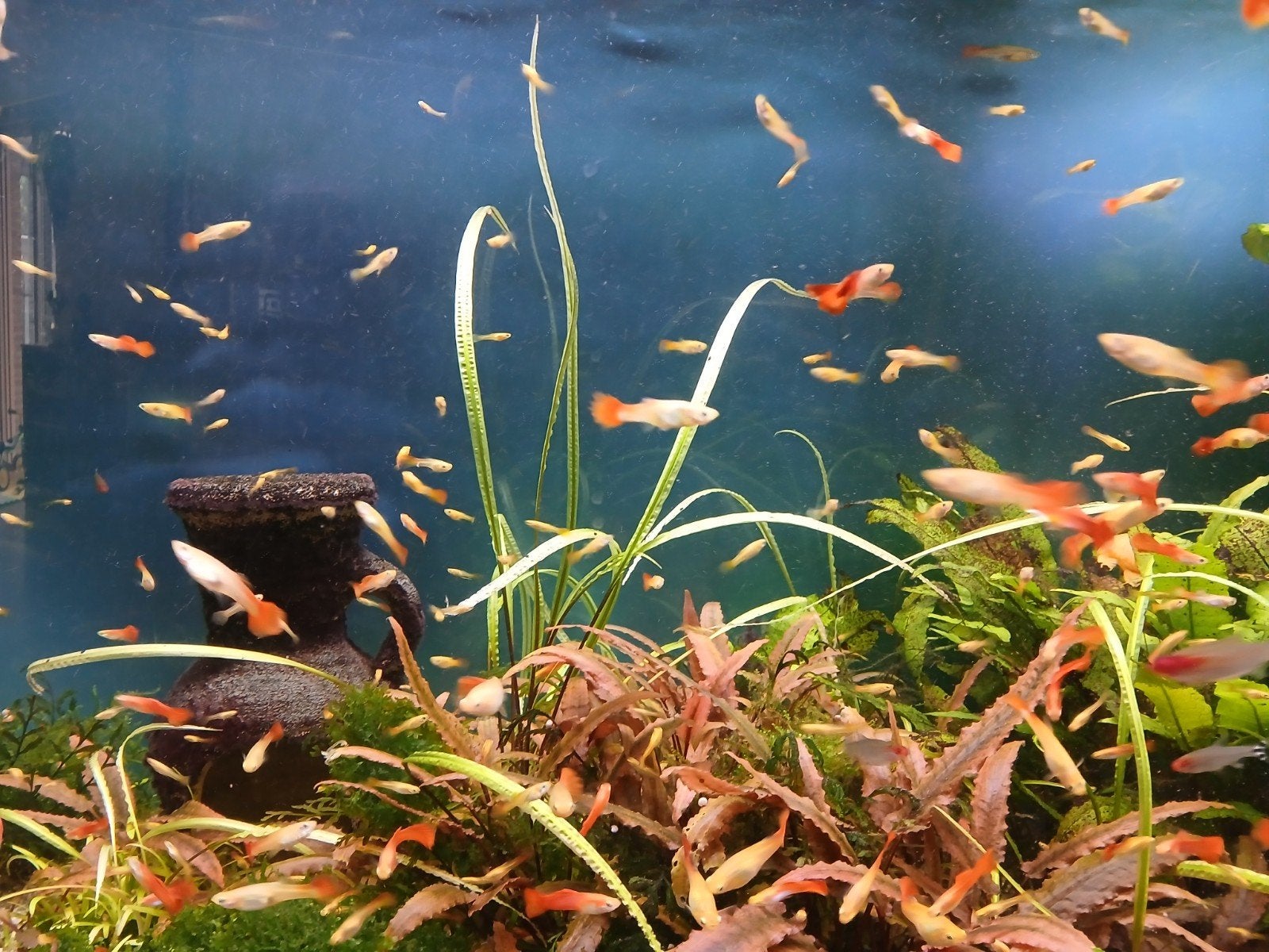 Guppy's