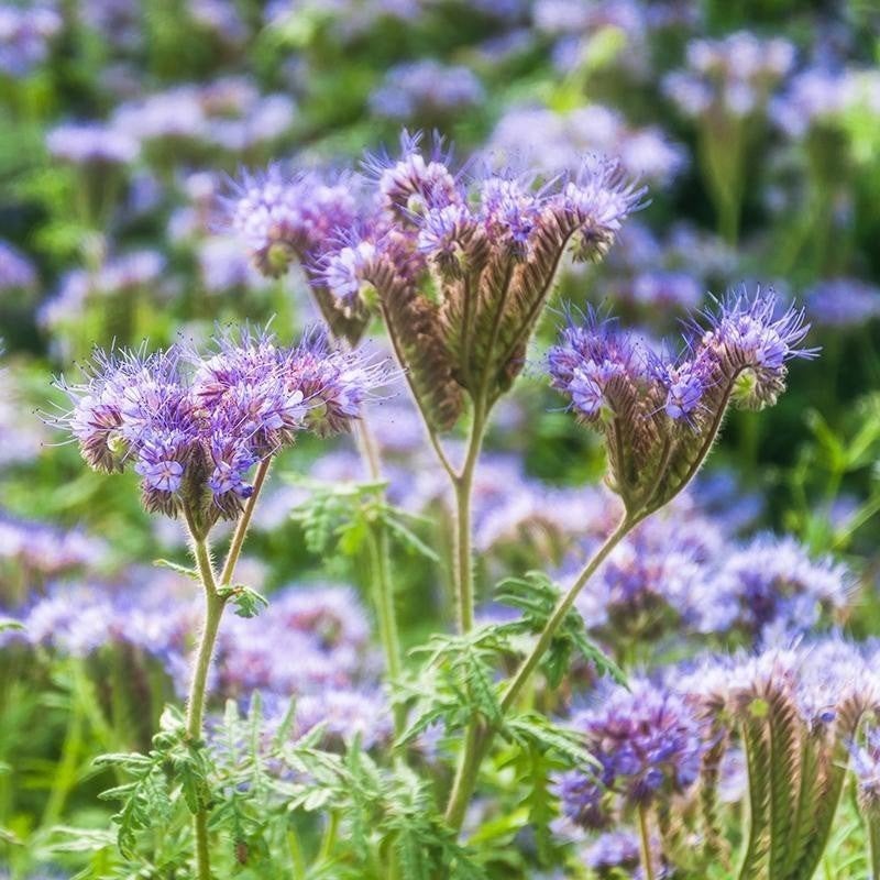 Zaden Bijenbrood - Phacelia, Verzenden