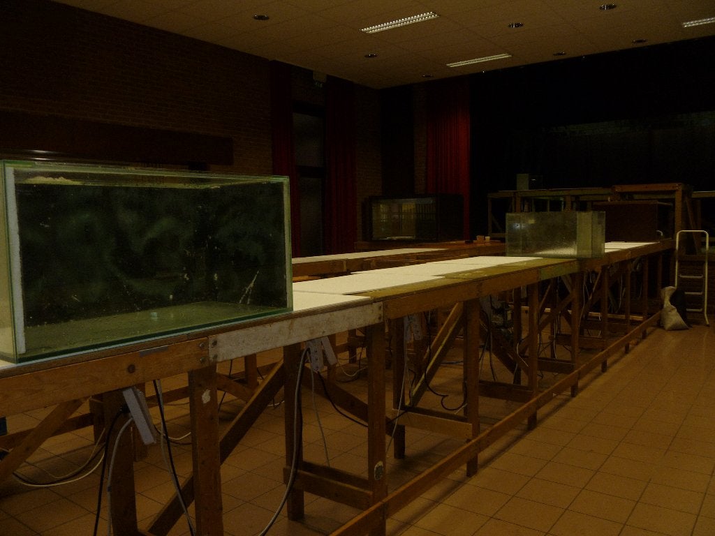 Aquariumstelling (hout) circa 70 meter lang, Maart, Mannelijk