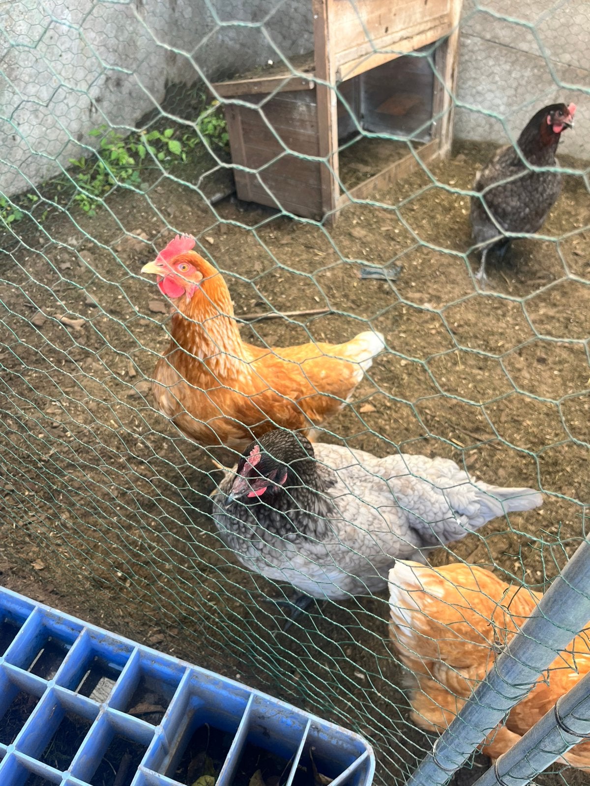 Leg kippen te koop 6maand oud, Vrouwelijk, Kip