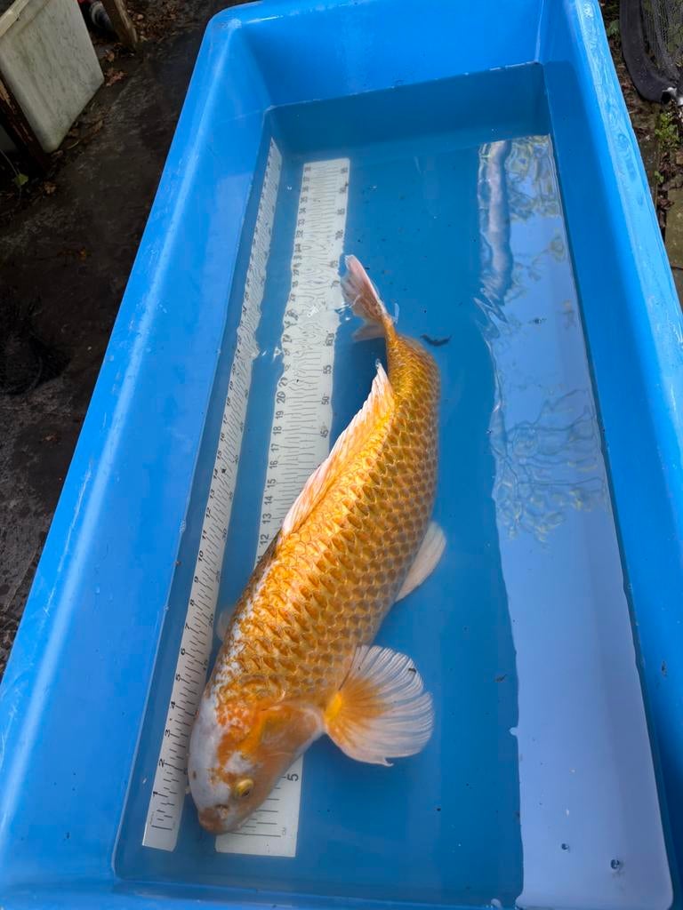 70 cm koi, Animaux & Accessoires, Poissons | Poissons d'étang, Carpe ou Koï