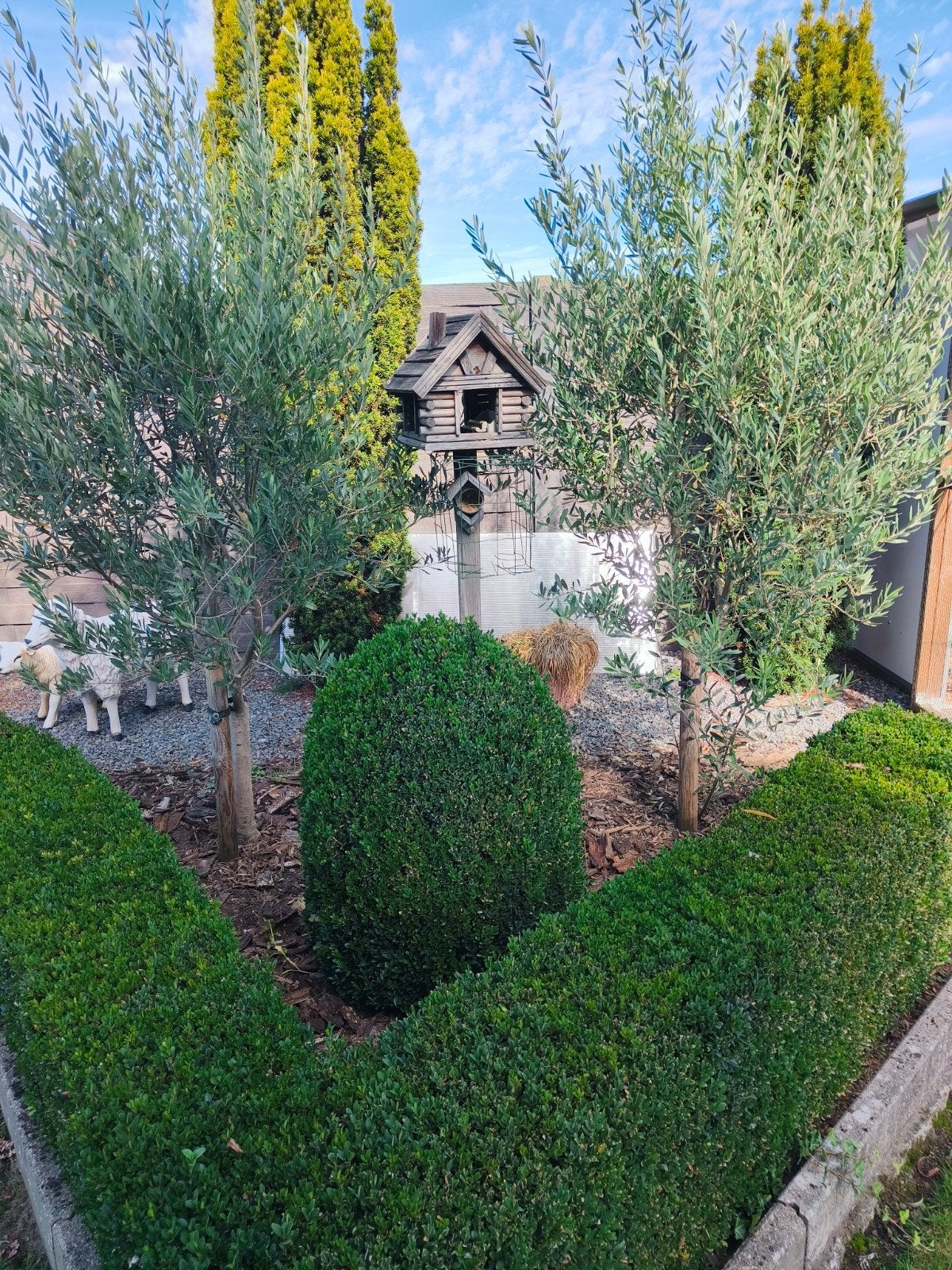 buxus, Ophalen, Buxus