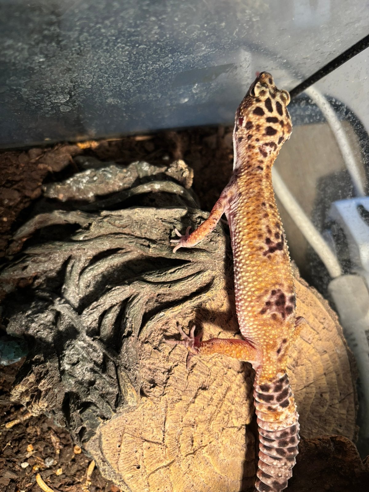Luipaardgekko, Animaux & Accessoires, Reptiles & Amphibiens