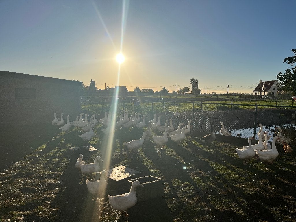 Mooie witte ganzen, Dieren en Toebehoren, Meerdere dieren, Gans of Zwaan