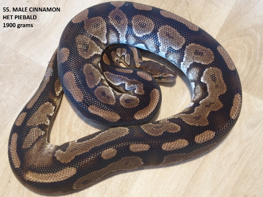 Koningspythons half en volwassen kweekdieren deel 3 Ball Python photo 7