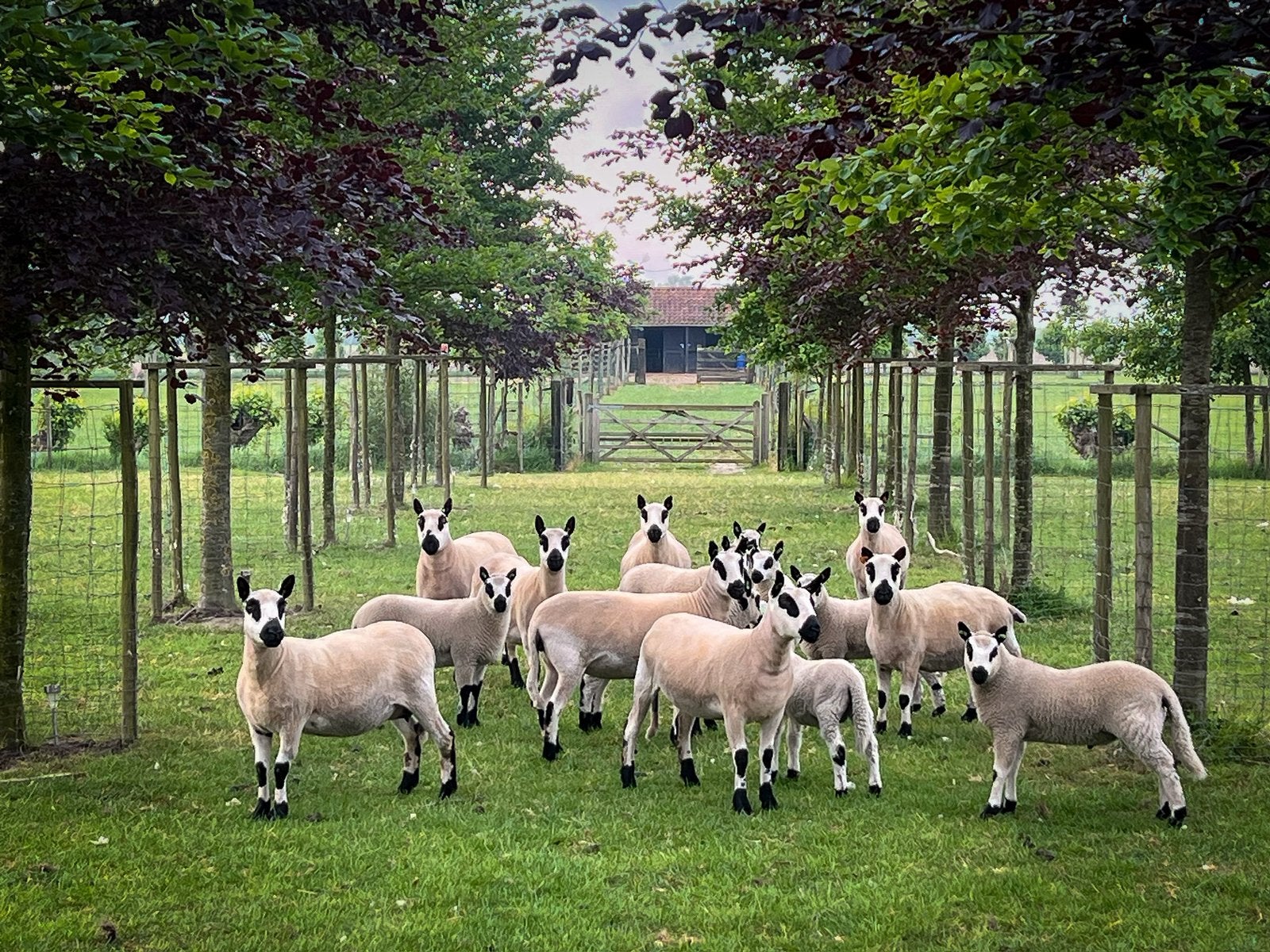 Kerry Hill lammeren, Dieren en Toebehoren, Schapen, Geiten en Varkens