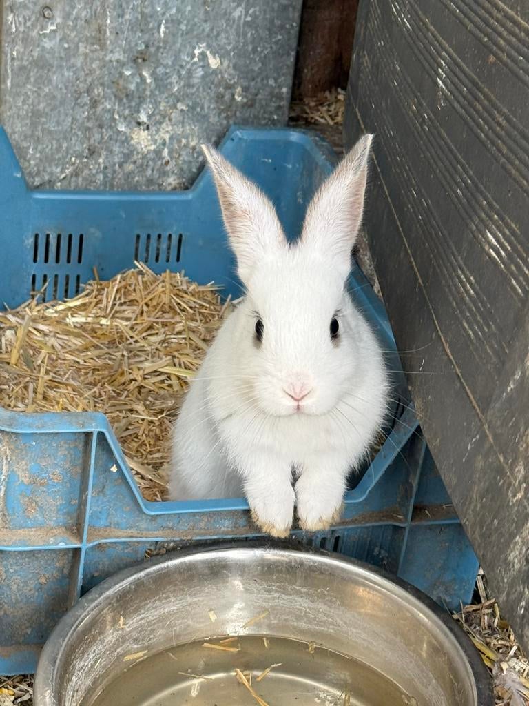 Witte konijntjes gratis beschikbaar., Dieren en Toebehoren, Meerdere dieren, Middelgroot, 0 tot 2 jaar