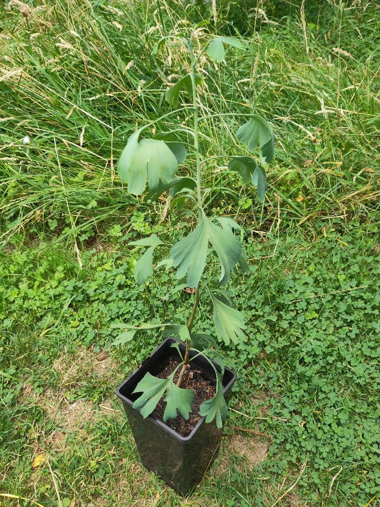 Arbre Ginkgo Biloba, En pot, Plein soleil, Enlèvement, Arbre en colonnes