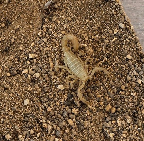 Paravaejovis spinigerus - scorpion à queue rayée, Animaux & Accessoires, Araignée ou Scorpion