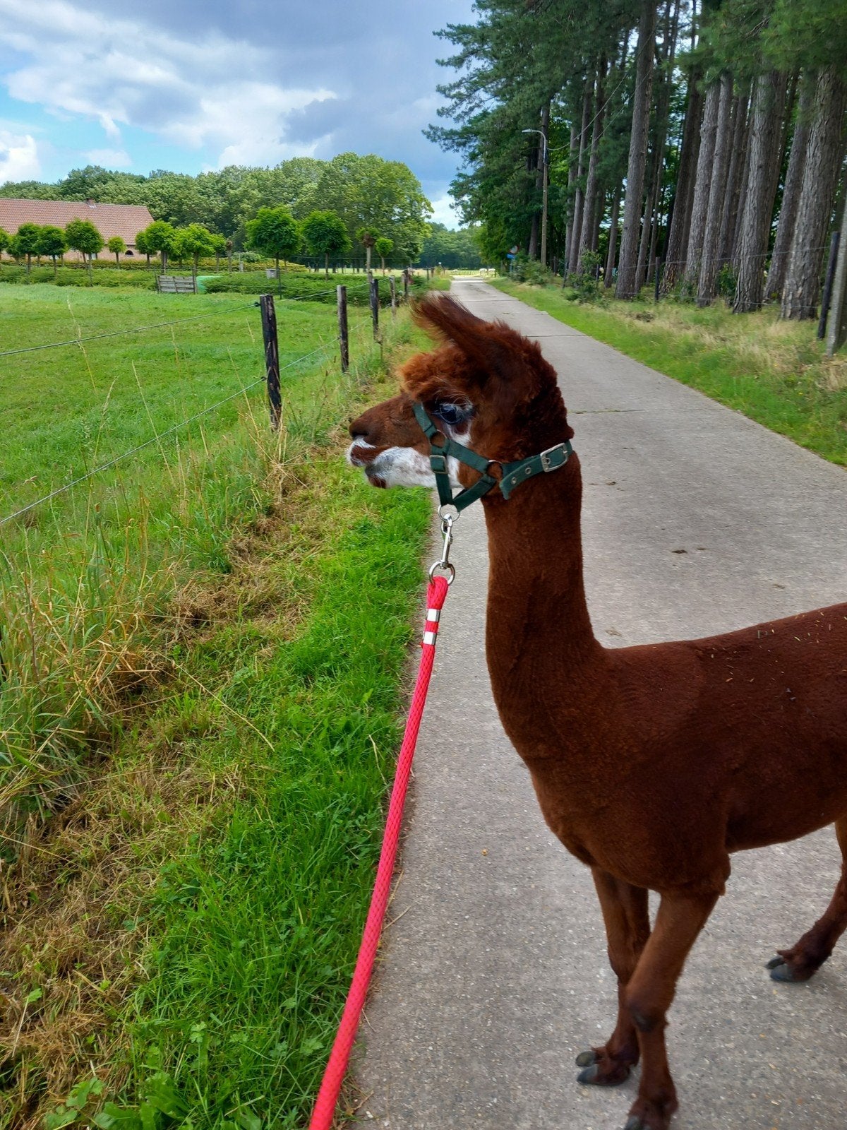 4 alpagas, Animaux & Accessoires, Avril