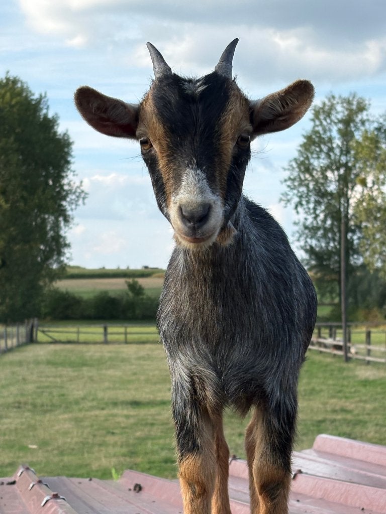 1 chèvre naine (femelle), Femelle, Chèvre, 0 à 2 ans