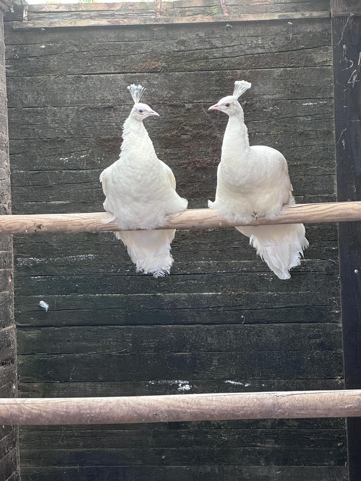 Koppel witte pauwen