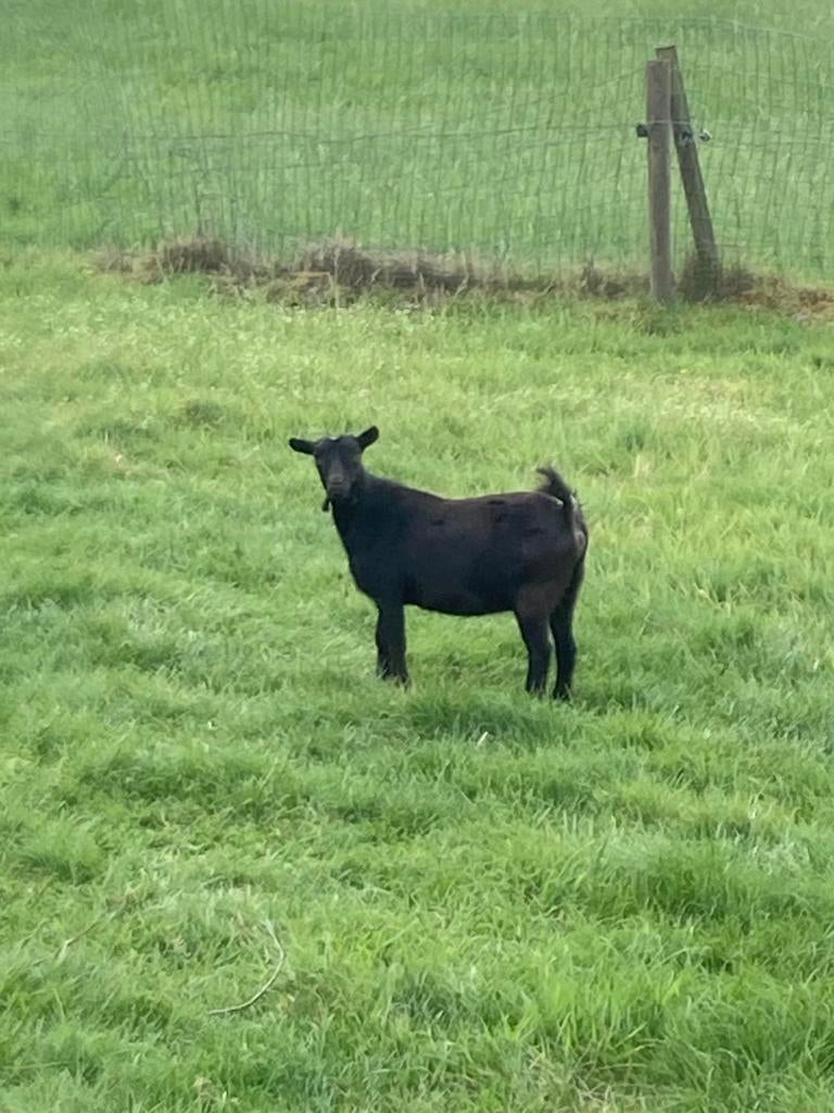 Dwerggeiten, Dieren en Toebehoren, Schapen, Geiten en Varkens, 0 tot 2 jaar