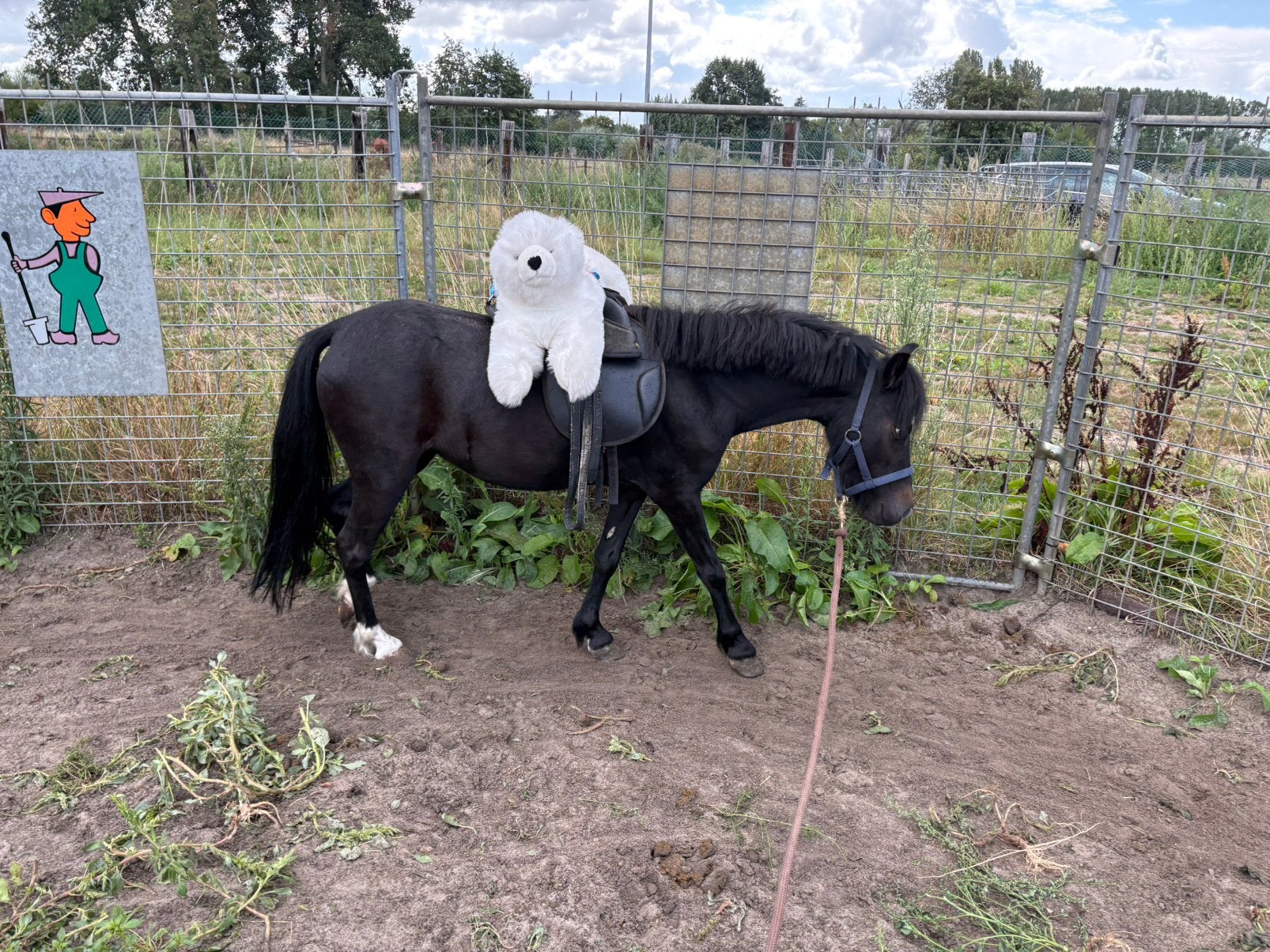 Minipaardje merrie 103cm, Dieren en Toebehoren, Merrie, Niet van toepassing, Gechipt, A pony (tot 1.17m)