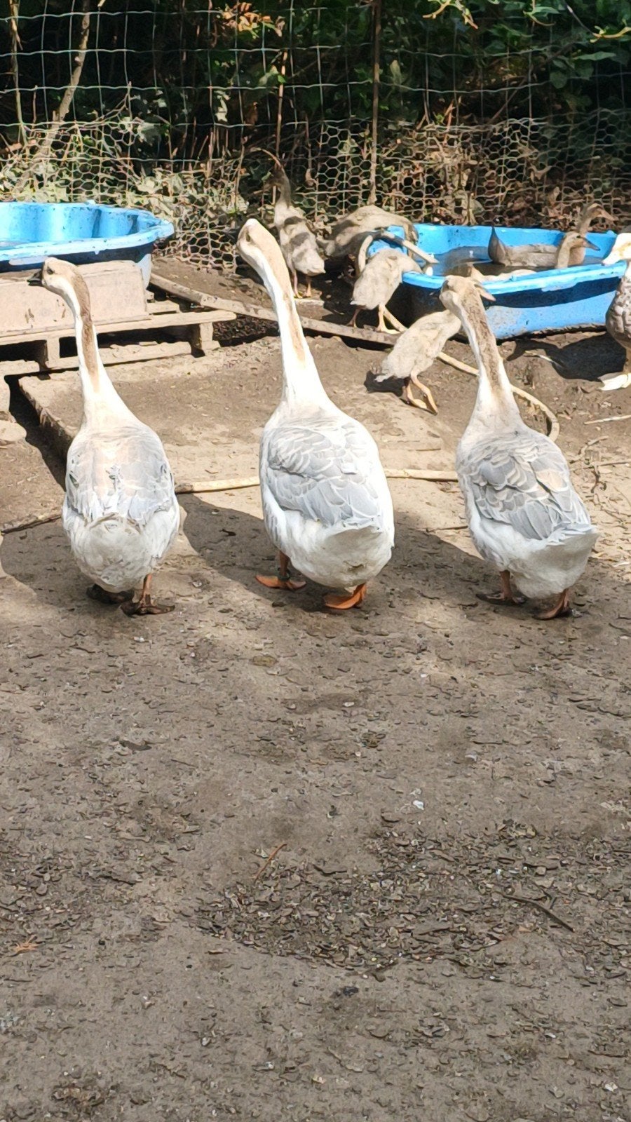 Trio  lavendel knobbelganzen 2025, Dieren en Toebehoren, Pluimvee, Meerdere dieren, Gans of Zwaan