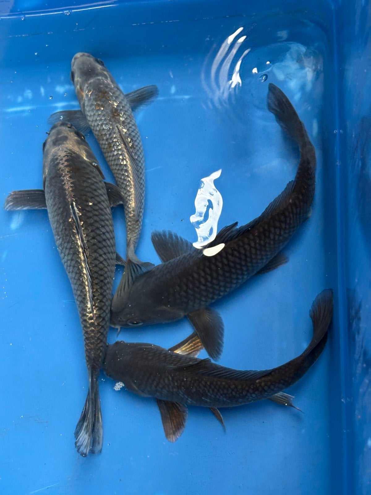 4 koi tot 30 cm, Dieren en Toebehoren, Vissen | Vijvervissen, Karper of Koi