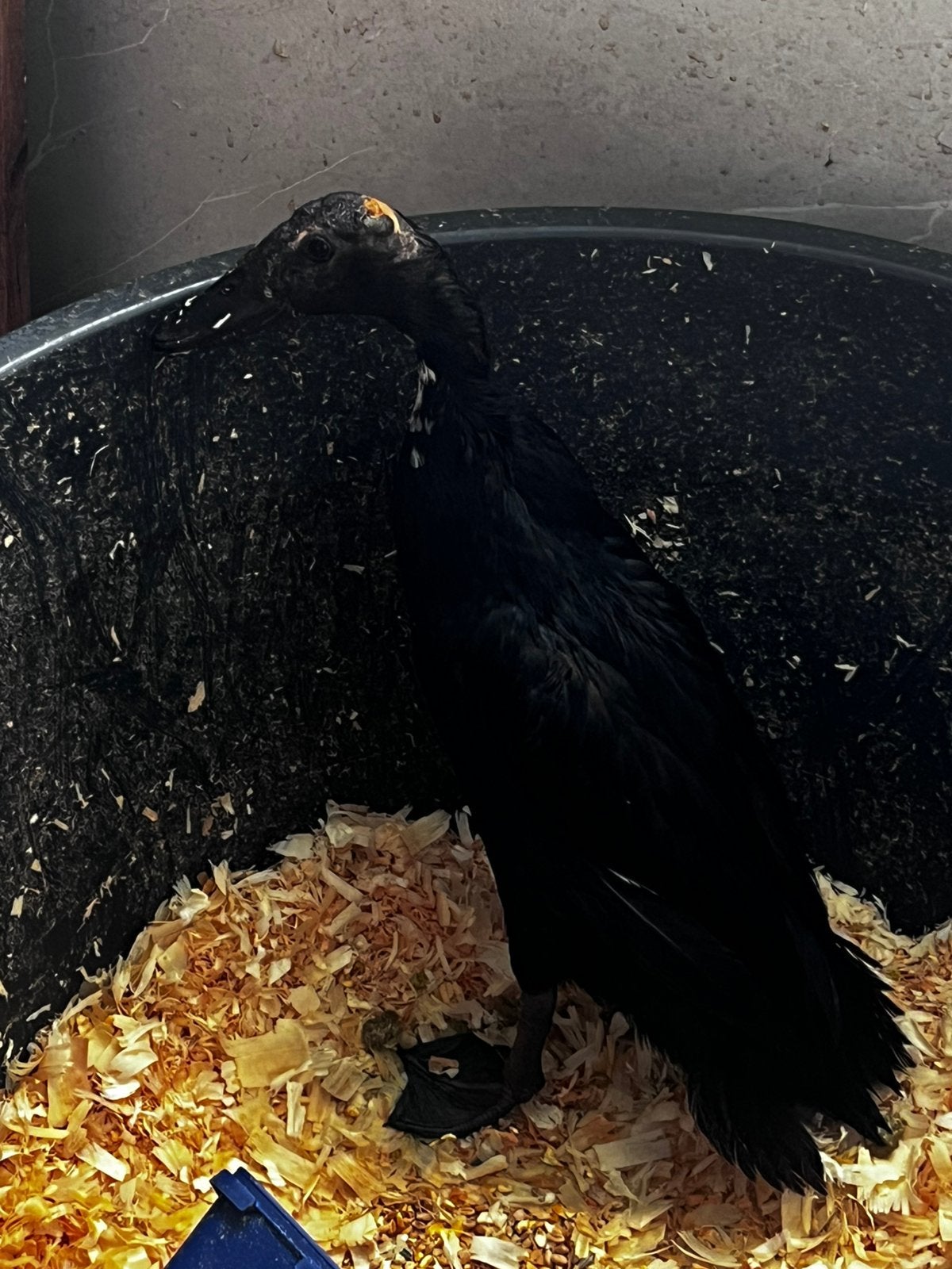 Indische loopeend 6maand oud
