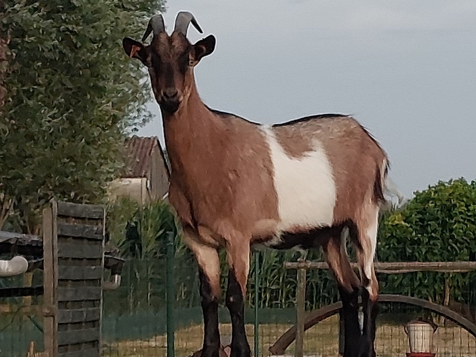 Vlaamse geit bokje van vorig jaar gecastreerd en handtam, Dieren en Toebehoren
