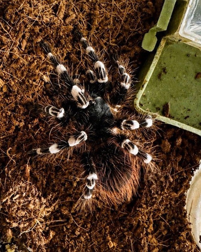 Acanthoscurria geniculata (genou blanc brésilien), Animaux & Accessoires, Araignée ou Scorpion