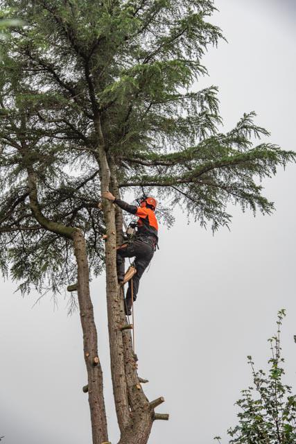 Professioneel uw boom laten verwijderen?, Ophalen of Verzenden