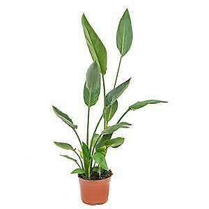 strelitzia reginea, Enlèvement ou Envoi