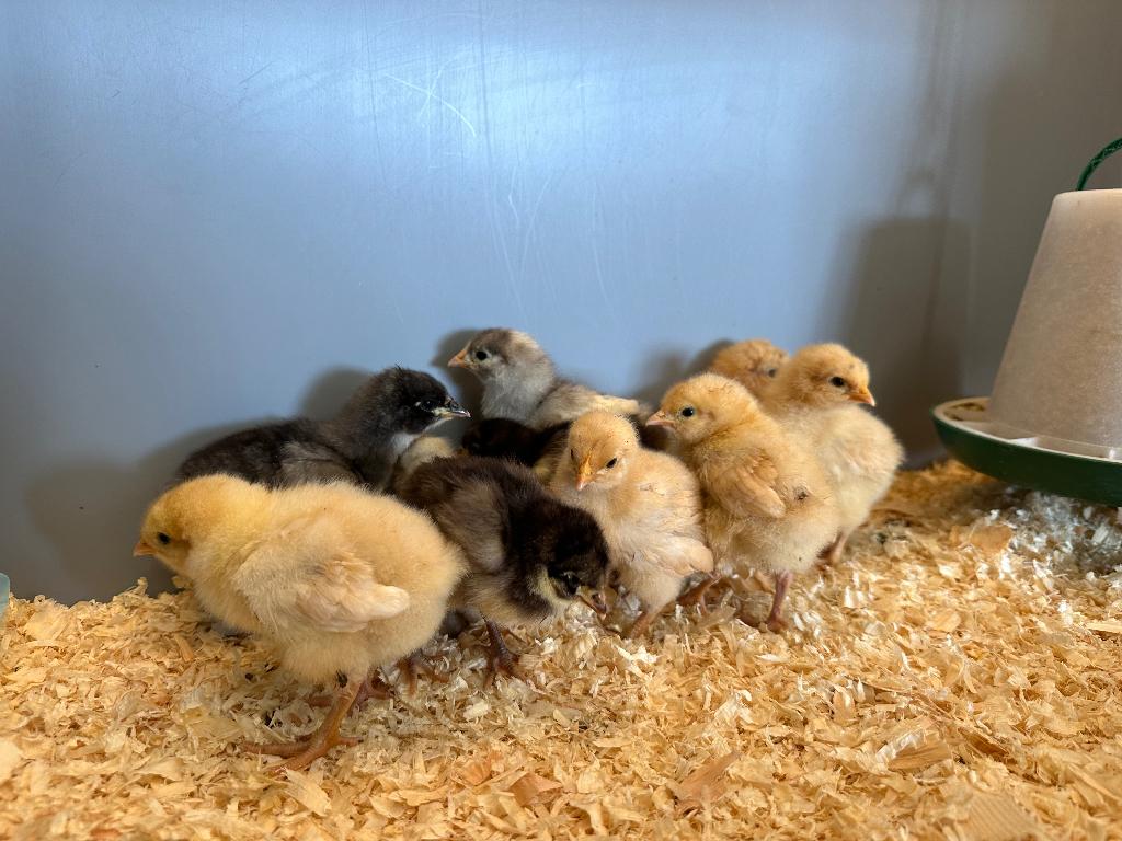 Jonge tamme Orpington kuikens gesekst en ingeënt, Dieren en Toebehoren, Pluimvee, Vrouwelijk, Kip