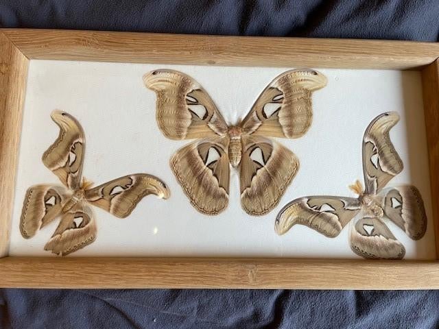 vlinders, Verzamelen, Ophalen, Gebruikt, Insect, Opgezet dier