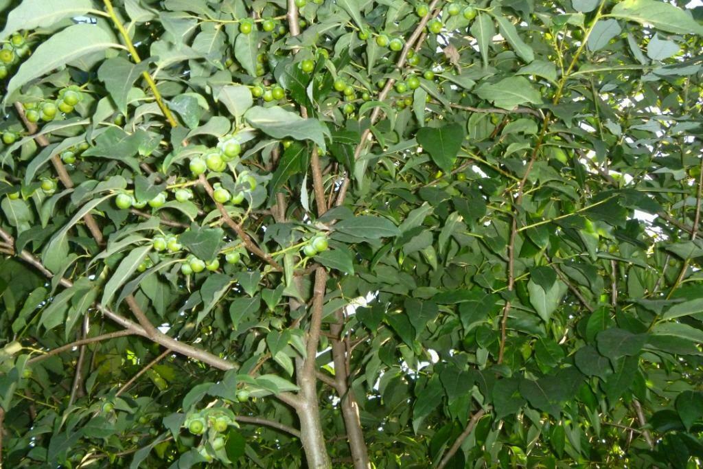 Diospyros kaki en lotus,dadelpruim, Tuin en Terras, Ophalen